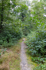 Nederlands bos, Dutch forrest, green, lane,
