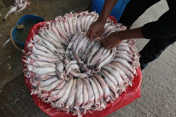 A trader is arranging Loita fish (Bombay duck) in his basket