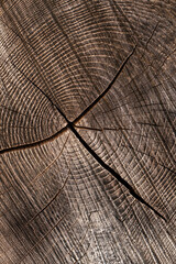 Riss durch Jahresringe in dunklem Holz - Nahaufnahme des Kerns eines dicken Baumstamms 