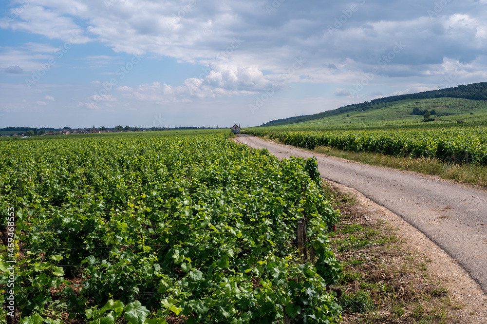 Wall mural green grand cru and premier cru vineyards with rows of pinot noir grapes plants in cote de nuits, ma