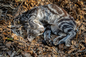 cat sleeps in a garden