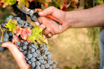 winegrower hands with bunch grapes
