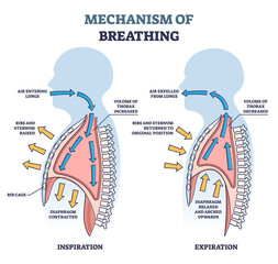 Mechanism of breathing as anatomical process explanation outline diagram. Labeled educational scheme with inspiration or expiration differences as respiratory inhale, exhale system vector illustration - obrazy, fototapety, plakaty