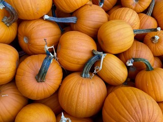 pile of pumpkins in autumn