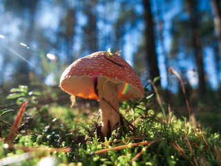 Mushroom in autumn forest