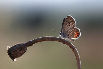 Grass Jewel on dry poppy seed capsule