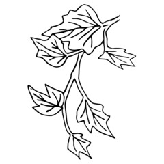 Ivy branch  illustration in the doodle style. Floristic element for design
