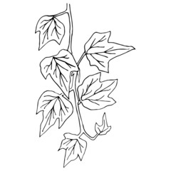 Ivy branch  illustration in the doodle style. Floristic element for design