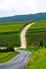 View on green pinot noir grand cru vineyards of famous champagne houses in Montagne de Reims near...