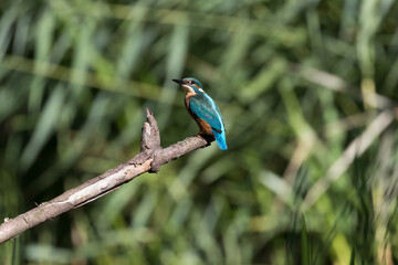 Common Kingfisher Alcedo atthis hunting by the river, beautiful colorful bird sitting on the branch and hunting fish, catching fish