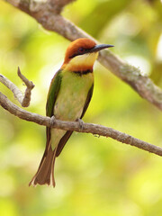Chestnut-headed Bee-eater in Kaziranga National Park, Assam