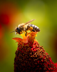 Pollinating bee landed on red flower - obrazy, fototapety, plakaty
