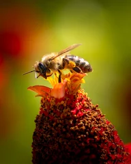 Wandcirkels tuinposter Pollinating bee landed on red flower © Millenn