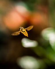 Flying wasp on blurred background