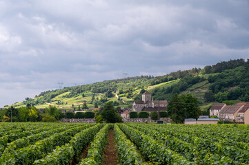 Green grand cru and premier cru vineyards with rows of pinot noir grapes plants in Cote de nuits, making of famous red Burgundy wine in Burgundy region of eastern France.