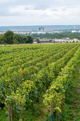 Fototapeta na wymiar View on green vineyards of famous champagne houses in Reims, France