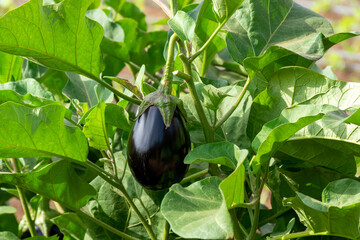 Vegetables farm with rows of eggplants plants with ripe violet fruits