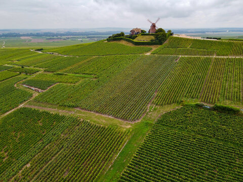 View on Moulin de Verzenay and green pinot noir grand cru vineyards of famous champagne houses in Montagne de Reims near Verzenay, Champagne, France
