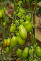 Growing of san marzano salad or sauce tomatoes in greenhouses in Lazio, Italy