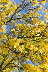 Autumn Fall colorful yellow leaves against blue sky close up