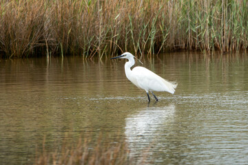 an egret a white heron wading in the river