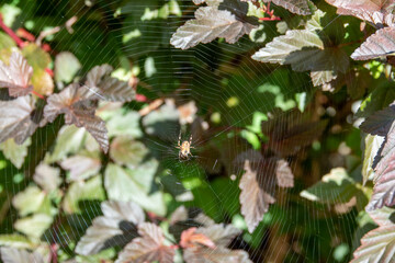 a spider on its web with attractive green and red leaves in the background