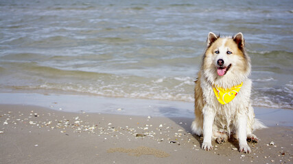 Senior mixed breed dog sitting on the ground with serene ocean background