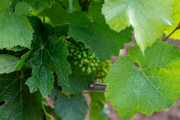 Young green grapes on grand cru and premier cru vineyards with rows of pinot noir grapes plants in Cote de nuits, making of famous red Burgundy wine in Burgundy region of eastern France.