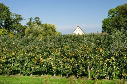 Erntezeit im Alten Land sonnig Apfelplantage