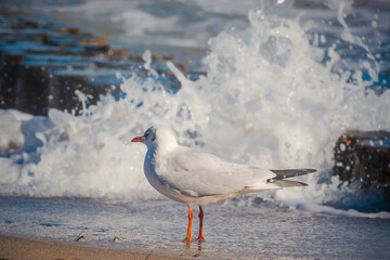Seemöwen im Ostseebad Kühlungsborn, Deutschland