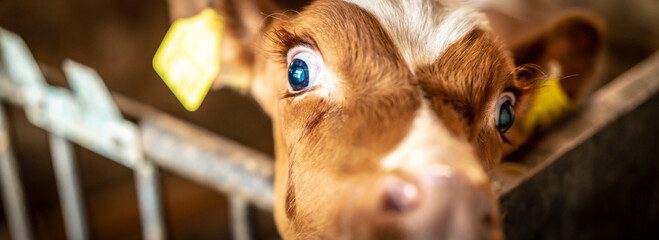 Porträt von einem jungen hübschen Kalb