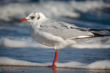 Seemöwen im Ostseebad Kühlungsborn, Deutschland