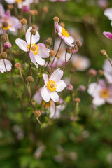 japanese anemone flowers in the garden