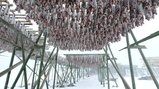 Walking in Cod fish headless drying on wooden racks in snowing day