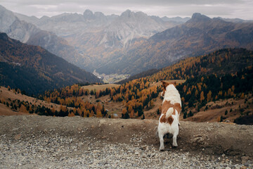dog in the autumn mountains . Jack Russell Terrier in dolomites Alps. Italian landscape. Hiking with a pet