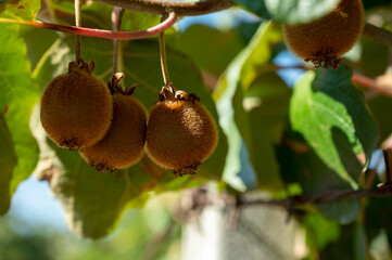 New harvest of ripe green kiwi fruits in orchard