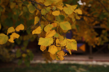 a view from below of a street covered with stone paving stones with a blurred background