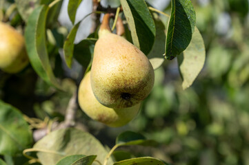 New harvest of ripe juicy pear fruits in orchard
