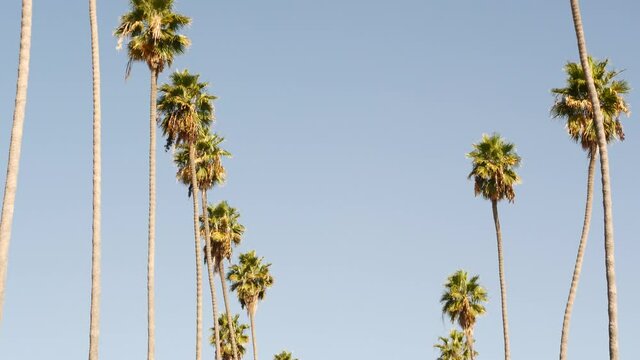 Palms in Los Angeles, California, USA. Summertime aesthetic of Santa Monica and Venice Beach on Pacific ocean. Clear blue sky and iconic palm trees. Atmosphere of Beverly Hills in Hollywood. LA vibes.