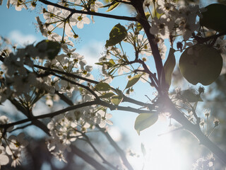 White Cherry Blossom