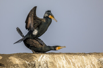 Great Cormorant pair mating
