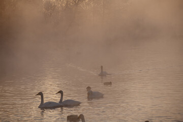 Beautiful white whooping swans swimming in the nonfreezing winter lake. The place of wintering of swans, Altay, Siberia, Russia.