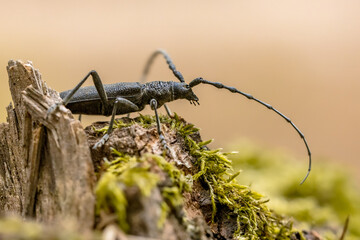 Great capricorn beetle on dead wood