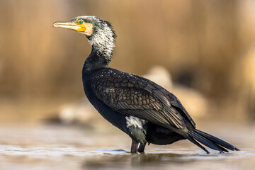 Great cormorant male in breeding plumage