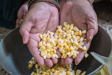 Fresh Sweet Corn Grains separating from the corncob .