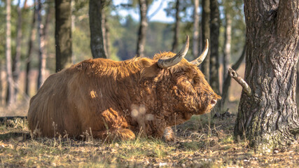 Highland cow resting under trees Veluwe