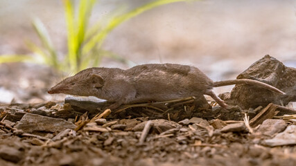 Lesser white toothed shrew in natural habitat