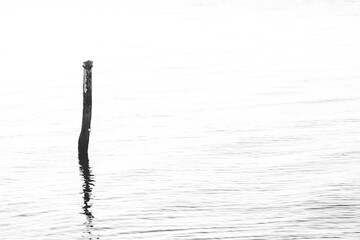 Fototapeta premium The stick