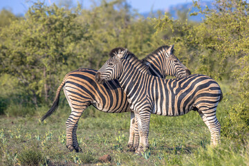 Fototapeta na wymiar Two Common Zebra grooming in bushveld
