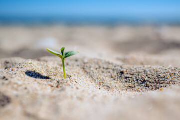 Plant growing in the desert sand - Powered by Adobe